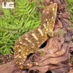 ug_Female_Pine_Island_#7_4.jpg