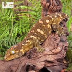 ug_Female_Pine_Island_#7_2.jpg