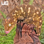 ug_Female_Pine_Island_#7_1.jpg