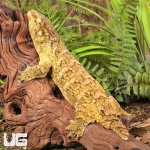 ug_Female_Pine_Island_#5_4.jpg