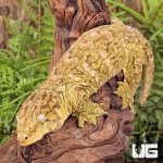 ug_Female_Pine_Island_#5_3.jpg