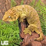 ug_Female_Pine_Island_#5_1.jpg