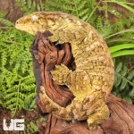 ug_Female_Pine_Island_#5_5.jpg
