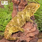 ug_Female_Pine_Island_#6_4.jpg