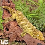 ug_Female_Pine_Island_#6_3.jpg