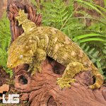 ug_Female_Pine_Island_#6_2.jpg