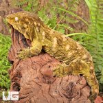 ug_Female_Pine_Island_#6_1.jpg