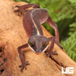 ug_Malaysian_Cat_Eye_Gecko_4.jpg