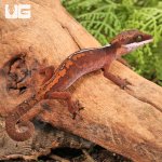 ug_Malaysian_Cat_Eye_Gecko_2.jpg