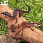 ug_Malaysian_Cat_Eye_Gecko_1.jpg
