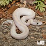 ug_Baby_Puma_Ball_Python_11_12_4.jpg