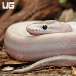 ug_Baby_Puma_Ball_Python_11_12_1.jpg