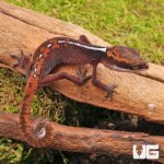 ug_Baby_Malaysian_Cat_Eye_Gecko_4.jpg