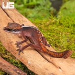 ug_Baby_Malaysian_Cat_Eye_Gecko_3.jpg