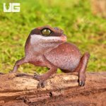 ug_Baby_Malaysian_Cat_Eye_Gecko_2.jpg