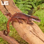ug_Baby_Malaysian_Cat_Eye_Gecko_1.jpg