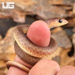 ug_Baby_Red_Beaked_Snake_4.jpg