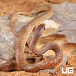 ug_Baby_Red_Beaked_Snake_2.jpg