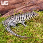 ug_baby_cebra_skink_4.jpg