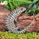 ug_baby_cebra_skink_3.jpg