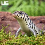 ug_baby_cebra_skink_2.jpg