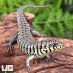 ug_baby_cebra_skink_1.jpg