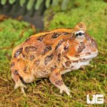 ug_Juvenile_Coffee_Pacman_Frog_4.jpg