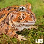 ug_Juvenile_Coffee_Pacman_Frog_3.jpg