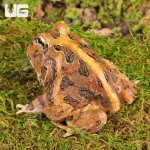 ug_Juvenile_Coffee_Pacman_Frog_2.jpg
