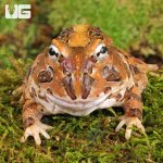ug_Juvenile_Coffee_Pacman_Frog_1.jpg