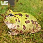 ug_Juvenile_Green_Pacman_Frog_4.jpg