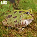 ug_Juvenile_Green_Pacman_Frog_3.jpg