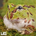 ug_Juvenile_Green_Pacman_Frog_1.jpg
