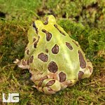 ug_Juvenile_Green_Pacman_Frog_2.jpg