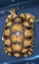 IMG_1172.jpeg