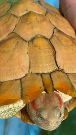 IMG_1176.jpeg