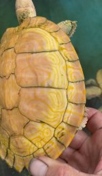 IMG_1181.jpeg
