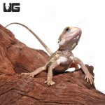 ug_Baby_Pied_Genetic_Stripe_Translucent_Bearded_Dragon_9_4.jpg