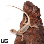 ug_Baby_Pied_Genetic_Stripe_Translucent_Bearded_Dragon_9_3.jpg