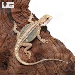 ug_Baby_Pied_Genetic_Stripe_Translucent_Bearded_Dragon_9_2.jpg