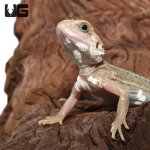 ug_Baby_Pied_Genetic_Stripe_Translucent_Bearded_Dragon_9_1.jpg
