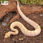 ug_Baby_Banana_Spider_Ball_Python_2.jpg