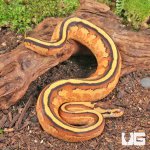 ug_Baby_Orange_Dream_Super_Stripe_Ball_Python_2.jpg