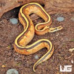 ug_Baby_Orange_Dream_Super_Stripe_Ball_Python_1.jpg
