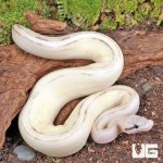 ug_Baby_Pastel_Mocha_Puma_Ball_Python_1.jpg