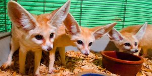 Fennec.jpg