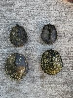 2.2 black knobs carapace.jpg