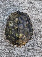 male black knob 2.jpg
