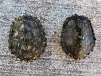 male black knobs carapace.jpg
