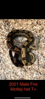 IMG_0142.jpeg